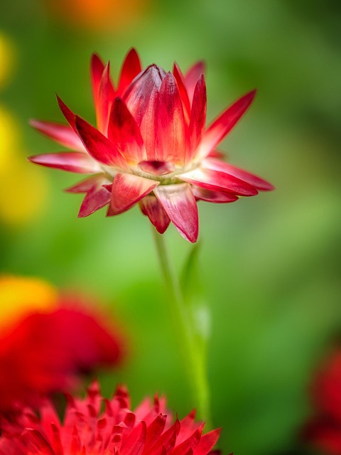 Jamaica Awaits: Your Complete Travel Guide to Explore the Island's Natural Beauty and Culture